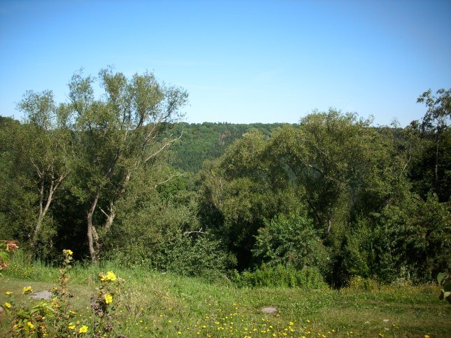 Waldgebiet am  Rappbodestausee.jpg